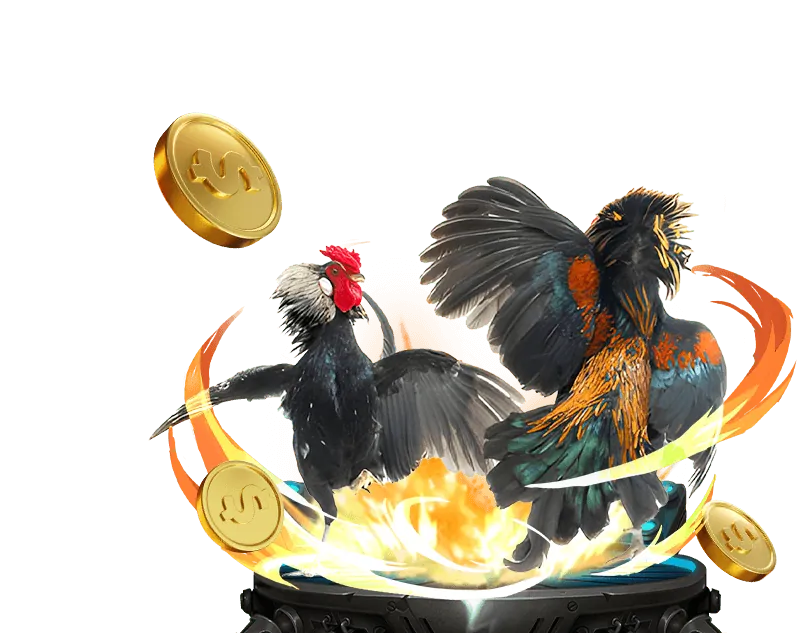 Hướng dẫn chơi đá gà tại OK88 WIN
